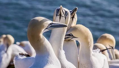 世界杯手机高清观看平台-CBA全明星赛星锐赛 星锐队战胜大学生联队