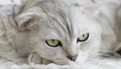 世界杯手机高清观看平台-CBA全明星赛星锐赛 星锐队战胜大学生联队