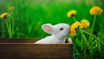 世界杯手机高清观看平台-CBA全明星赛星锐赛 星锐队战胜大学生联队